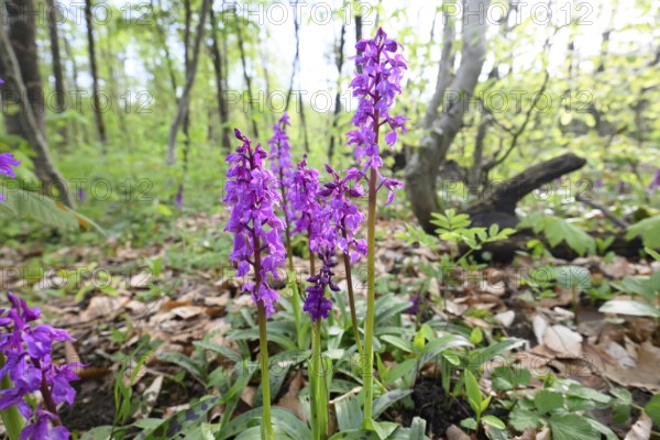 Early purple orchid (Orchis mascula) in a light-flooded deciduous forest in spring, Osnabrücker Land, Lower Saxony, Germany