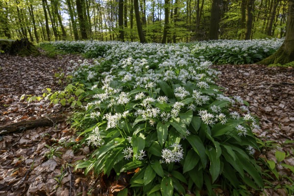 A sparkling sun shines over the wild garlic blossom (Allium ursinum) on the forest floor in a beech forest (Fagus sylvatica) in the Teutoburg Forest under a gentle incidence of light. Ahornweg, Terra Vita nature park Park, Teutoburg Forest, Lower Saxony, Germany