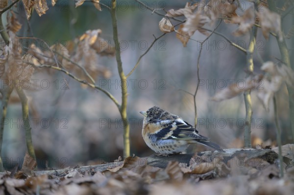 Brambling (Fringilla montifringilla) on the ground of a beech forest, Osnabrücker Land, Lower Saxony, Germany