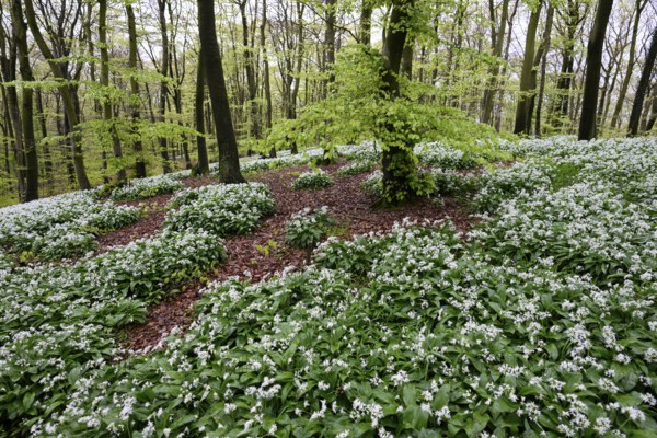 Wild garlic blossom (Allium ursinum) on the forest floor in a beech forest (Fagus sylvatica) in the Teutoburg Forest under soft light, Ahornweg, Terra Vita nature park Park, Teutoburg Forest, Lower Saxony, Germany