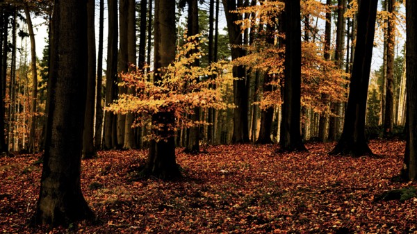 An autumnal beech forest (Fagus sylvatica) with tall trees and bright orange foliage in the sunlight, Stemweder Berg, Wehdem, Stemwede, North Rhine-Westphalia, Germany