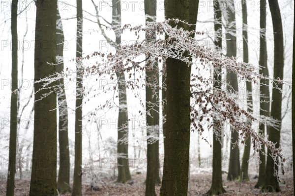 Snow-covered beech forest (Fagus sylvatica) on the Hermannsweg, Dissen, Dissen am Teutoburger Wald, Lower Saxony, Germany