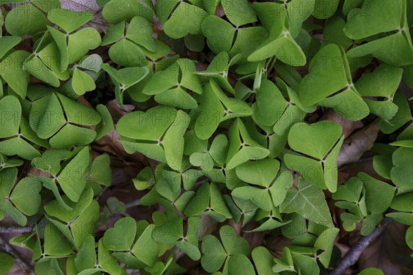 Leaves of wood sorrel (Oxalis acetosella), Teutoburg Forest, Lower Saxony, Germany