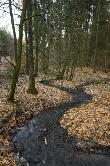 A small stream snakes through an autumnal forest with thick foliage and tall trees, Zwickenbach Valley, Meller Mountains, Melle, Lower Saxony, Germany