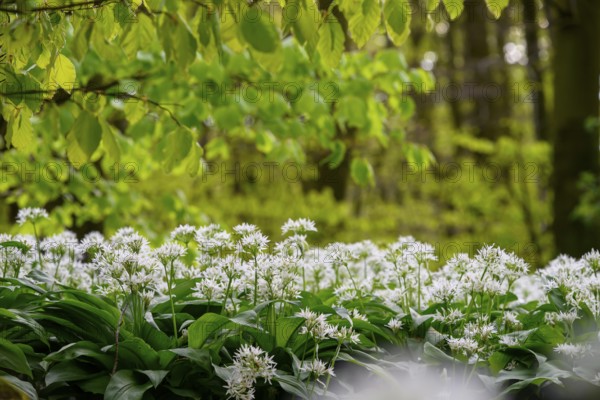 Wild garlic blossom (Allium ursinum) under fresh beech leaves on the forest floor in a beech forest (Fagus sylvatica) in the Teutoburg Forest in soft light. Maple path, Terra Vita nature park Park, Teutoburg Forest, Lower Saxony, Germany