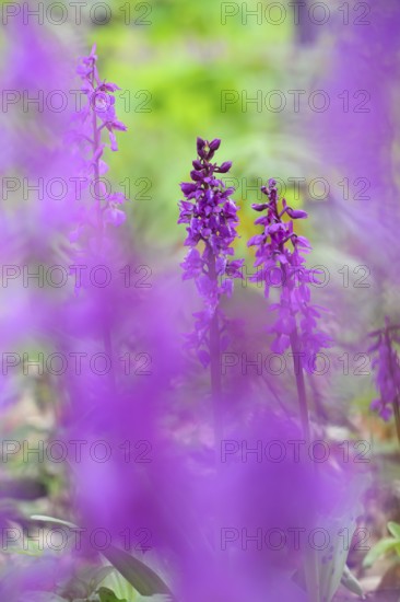 Early purple orchid (Orchis mascula) in a light-flooded deciduous forest in spring, Osnabrücker Land, Lower Saxony, Germany