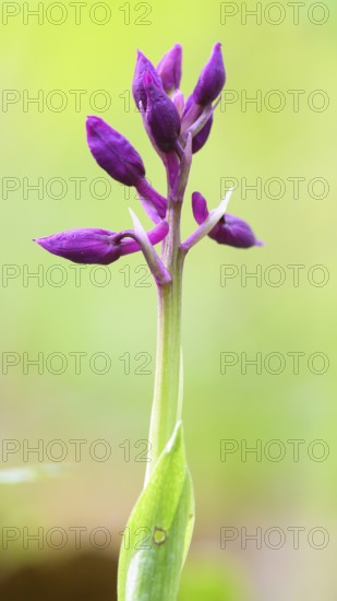 Close-up of an inflorescence of the Early purple orchid (Orchis mascula) in a light-flooded deciduous forest in spring, Osnabrücker Land, Lower Saxony, Germany