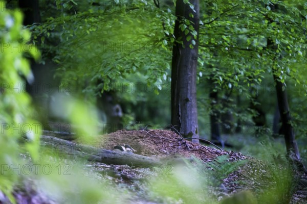 Two European badgers (Meles meles) at an exit of their underground den, Teutoburg Forest, Lower Saxony, Germany