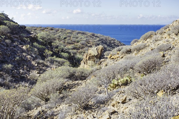 View of lush hillsides and the sea under a clear sky, Los Cristianos Tenerife
