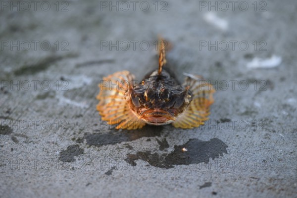 A sea scorpion with orange fins caught by anglers lies on a rough, grey surface, Vardø, Finnmark, Norway