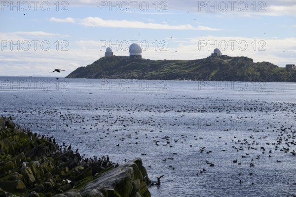 Coastal landscape with many seabirds and NATO radar domes on Hornoya Island, Vardø, Finnmark, Norway