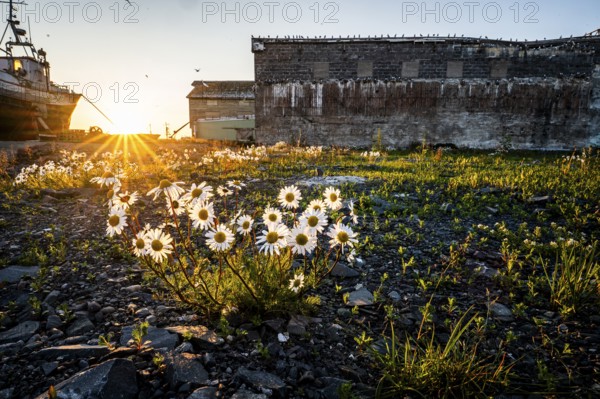 Daisies (Leucanthemum) bloom at sunset in front of old ruins and an old fishing boat, creating a magical evening mood in the old part of Vardö harbour, Vardø, Finnmark, Norway