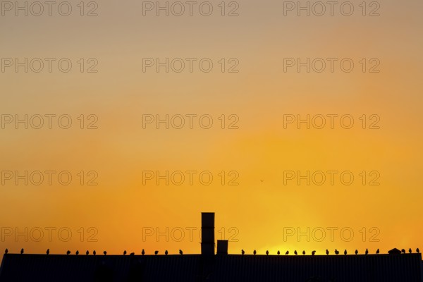 Gulls Kittiwakes (Rissa tridactyla) sit on a roof in front of an orange-coloured sunset sky. The scene radiates tranquillity, Vardø, Finnmark, Norway