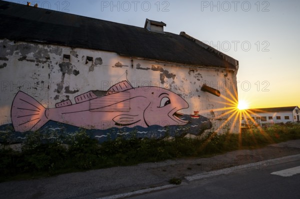 A large fish graffiti on an old wall shines in the light of sunset, Vardö street art phenomenon created by the Komafest festival curated by artist Pøbel in 2012, Vardø, Finnmark, Norway