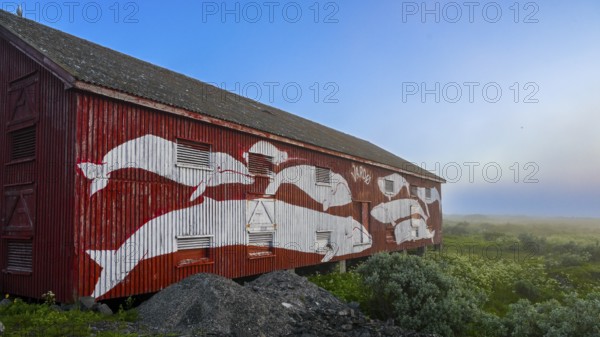Wall painting with different types of whales on a red fisherman's house Rorbur against a blue sky in a sunny atmosphere. Vardö street art phenomenon created by the festival Komafest, curated by artist Pøbel in 2012, Vardø, Finnmark, Norway