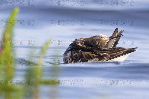An Odin's chicken (Phalaropus lobatus) swimming among green plants in the water while grooming its feathers, in a quiet natural environment, Vadsø, Finnmark, Norway