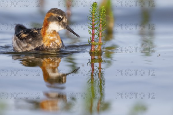 An Odin's chicken (Phalaropus lobatus) swimming among green plants in the water, in a quiet natural environment, Vadsø, Finnmark, Norway