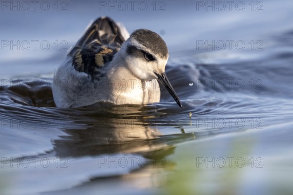 A freshly moulted Odin's chicken (Phalaropus lobatus) swims in the water and chases hatching mosquitoes, in a quiet natural environment, Vadsø, Finnmark, Norway
