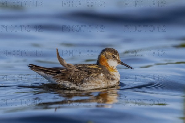 An Odin's chicken (Phalaropus lobatus) swimming in the water, in a quiet natural environment, Vadsø, Finnmark, Norway