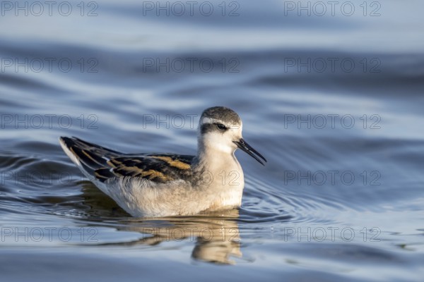 A freshly moulted Odin's grouse (Phalaropus lobatus) in a plain dress swimming in the water, in a quiet natural environment, Vadsø, Finnmark, Norway