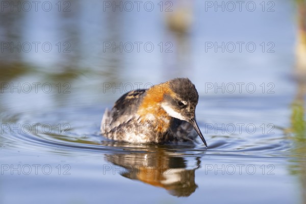 An Odin's chicken (Phalaropus lobatus) swimming among green plants in the water, in a calm natural environment and reflected in the water, Vadsø, Finnmark, Norway