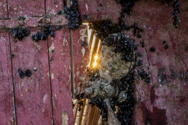 Decaying wood from a rowing system with red paint through which sunlight shines, surrounded by a propeller and barnacles in decay, Vordö, Finnmark, Norway