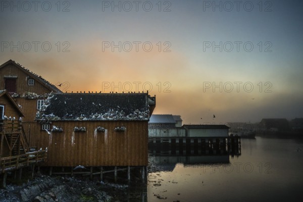 Fishermen's houses with kittiwakes (Rissa tridactyla) in Vardö harbour, Vardø, Finnmark, Norway