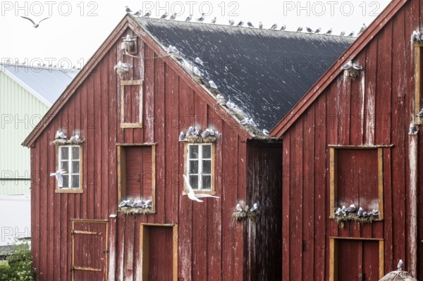 Pomor Museum red façade of a rorbur with numerous kittiwakes Kittiwakes (Rissa tridactyla) sitting on the roof and windowsills create a rustic and rural atmosphere, Vardø, Finnmark, Norway