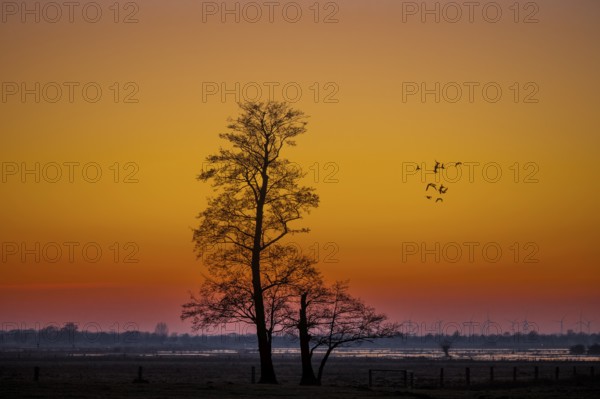 A single tree of black alder (Alnus glutinosa) stands against an orange sunset sky while geese fly in the distance, Dümmer nature park Park, Lower Saxony, Germany