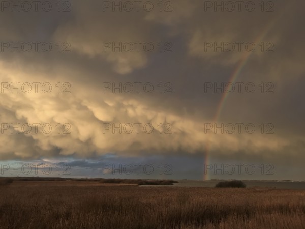 Dramatic cloud formations over a reed area Reeds with a rainbow in the evening sky on the southern shore of Dümmers Dümmer See, Dümmer nature park Park, Lower Saxony, Germany