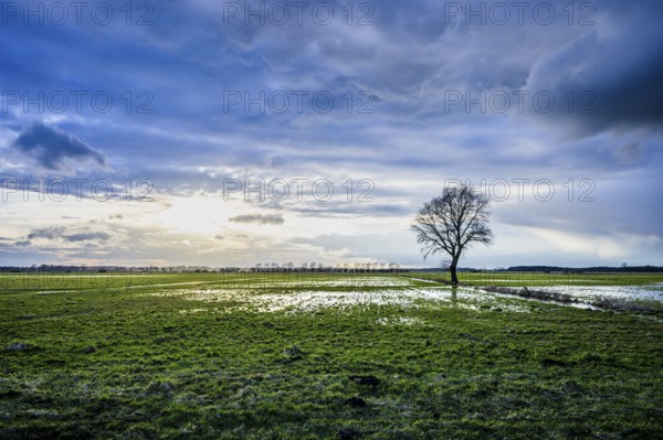 A lonely tree stands on a vast green meadow under a dramatic sky at sunset, Diepholzer Moorniederung, Lower Saxony, Germany