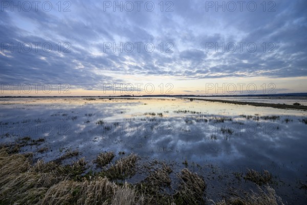 A still body of water on a flooded bed meadow in the Ochsenmoor nature reserve reflects the cloudy sky at sunset, surrounded by sparse grass, Dümmer nature park Park, Lower Saxony, Germany