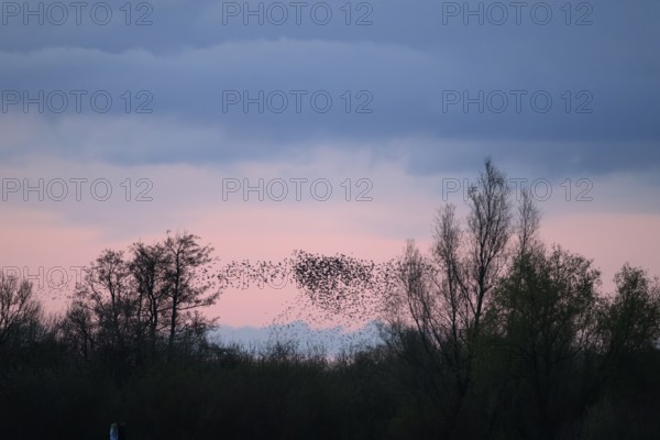 A flock of starlings (Sturnus vulgaris) flies over the silhouetted trees at sunset against a blue-pink sky, Dümmer nature park Park, Lower Saxony, Germany