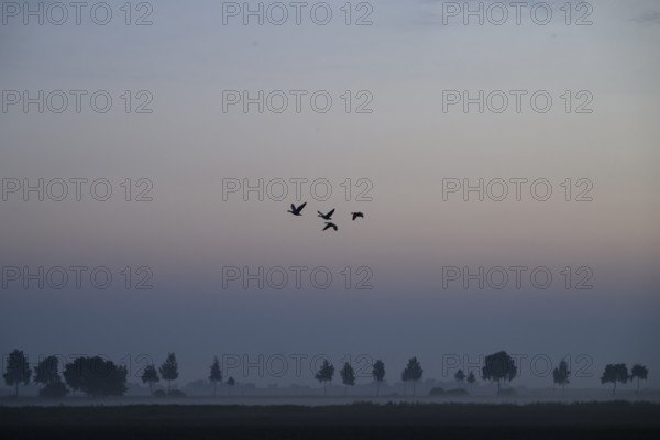 Hazy landscape with trees and birds at orange sunset, Dümmer nature park Park, Bohmte, Lower Saxony, Germany