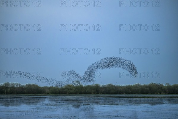 A flock of starlings (Sturnus vulgaris) flies in a curved formation over a calm lake at dusk, Dümmer nature park Park, Lower Saxony, Germany