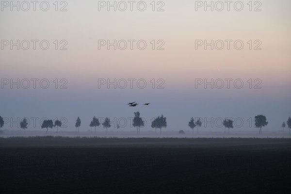 Picturesque landscape at sunset with trees in fog and birds in the sky, Dümmer nature park Park, Bohmte, Lower Saxony, Germany