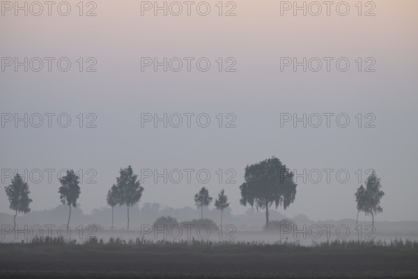 Blurred landscape with rows of trees in fog at dawn and soft lighting, Dümmer nature park Park, Bohmte, Lower Saxony, Germany