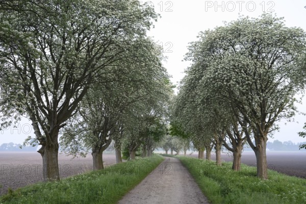 Mulberry tree avenue (Morus spec.), Dümmer nature park Park, Bohmte, Lower Saxony, Germany