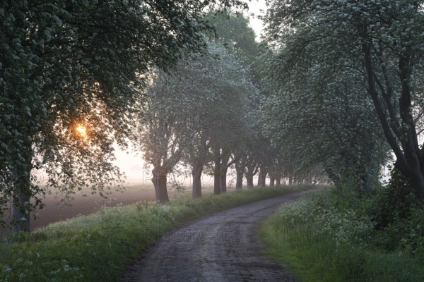 A narrow path leads through a forest, lined with trees in the soft light of a misty sunset. Mulberry tree avenue (Morus spec.), Dümmer nature park Park, Bohmte, Lower Saxony, Germany