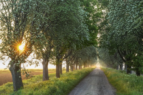 Sunrise over a country lane lined with trees shrouded in mist in a peaceful morning atmosphere. Mulberry tree avenue (Morus spec.), Dümmer nature park Park, Bohmte, Lower Saxony, Germany
