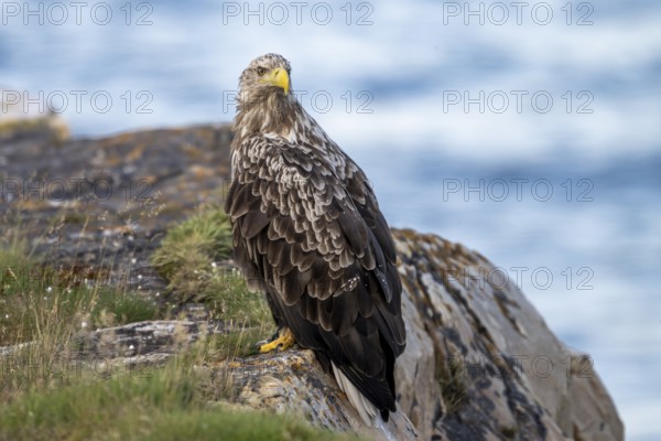 A white-tailed eagle (Haliaeetus albicilla) perched majestically on a rock overlooking the sea, Finnmark, Norway
