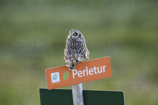 Short-eared Owl (Asio flammeus) on a tourist sign in front of a blurred green background, Kiberg, Finnmark, Norway