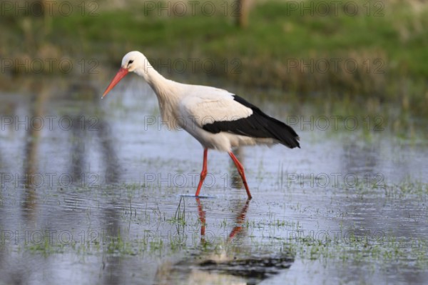 A white stork (Ciconia ciconia) stands in shallow water in a meadow, surrounded by a spring-like ambience, Dümmer nature park Park, Lower Saxony, Germany