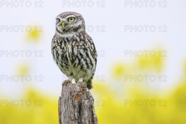 Little owl (Athene noctua) sitting upright and focussed on a branch in front of a light background with rape field, Wiehengebirge, Osnabrücker Land, Lower Saxony, Germany