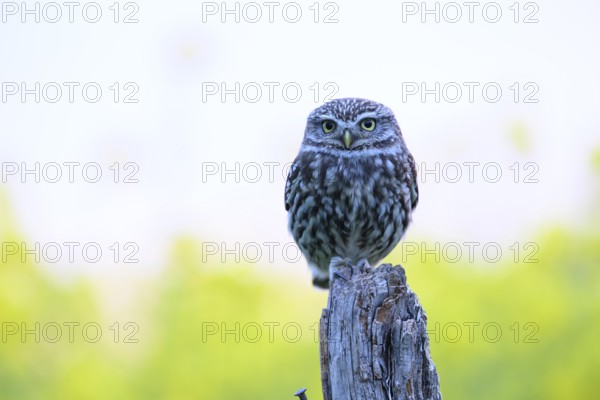 Little owl (Athene noctua) on a branch with blue background and yellow flowers, Wiehengebirge, Osnabrücker Land, Lower Saxony, Germany