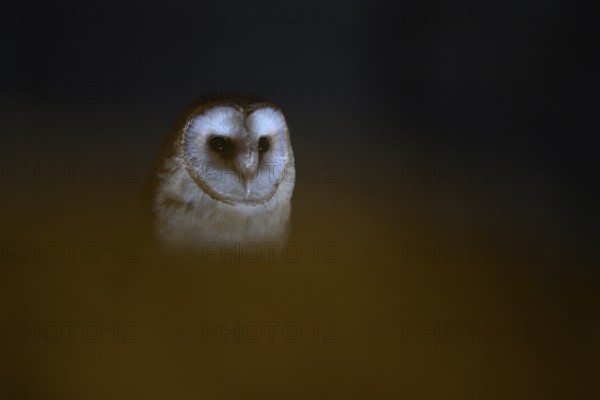 A barn owl (Tyto alba) sits in an attic with wooden beams looking out of the darkness, mysterious and subdued atmosphere, Ravensberger Land, North Rhine-Westphalia, Germany