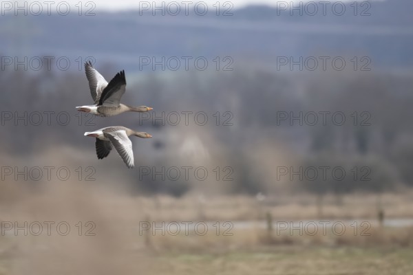 Two greylag geese (Anser anser) in flight with symmetrical wings over a blurred natural landscape under a cloudy sky, Dümmer nature park Park, Lower Saxony, Germany