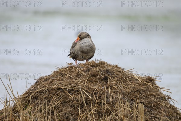 A grey goose (Anser anser) stands on its raised nest on a Bisamburg, Ochsenmoor, Dümmer nature park Park, Lower Saxony, Germany