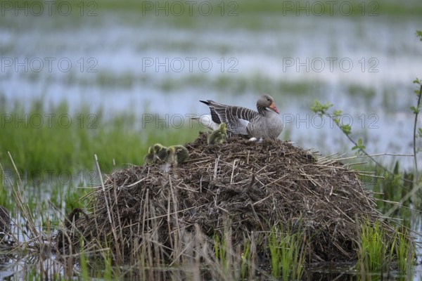 A greylag goose (Anser anser) with chicks on its raised nest on a Bisamburg, Ochsenmoor, Dümmer nature park Park, Lower Saxony, Germany