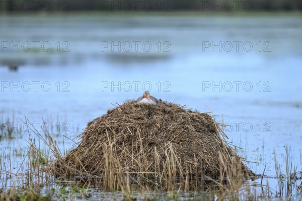 A greylag goose (Anser anser) on a raised nest on a Bisamburg, Ochsenmoor, Dümmer nature park Park, Lower Saxony, Germany
